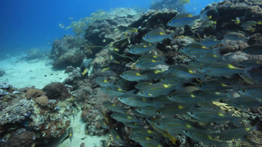 Schooling striped large eye bream (gnathodentex aureolineatus) swimming around a hard and soft coral covered coral reef in the Indian Ocean, Zanzibar