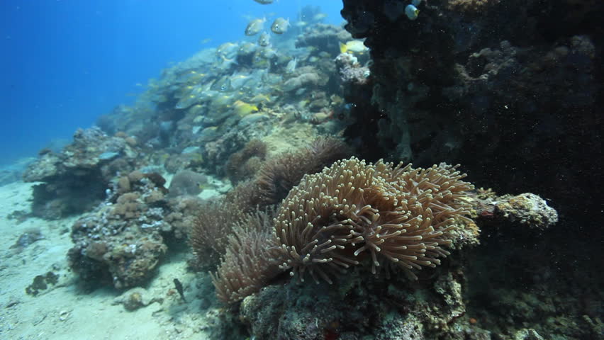 Schooling striped large eye bream (gnathodentex aureolineatus) swimming around a hard and soft coral covered coral reef with a magnificent anemone (Heteractis Magnificent) in the Indian Ocean