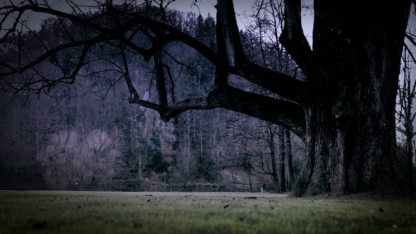 Big Black Tree In Spooky Stock Footage Video 100 Royalty Free Shutterstock