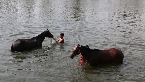 Nakhon Ratchasrima,THAILAND - January 12, 2015 : Unidentified thai lads washing racehorses in river on January 12, 2015, Nakorn Ratchasima Province, Thailand