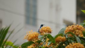 Beautiful male Olive-backed Sunbird (Cinnyris jugularis), flying and moving on orange colored ixora flowers in slow motion , flat profile video 