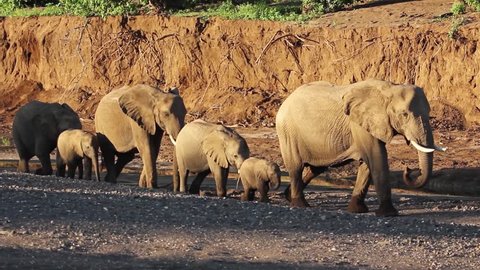 Family of elephants walking down the dry river shore in Botswana. Grown up elephant with baby elephants in their natural habitat.