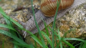 Garden snail is crawling between green grass - pan shot, close-up, real time, native 25fps RX10 video