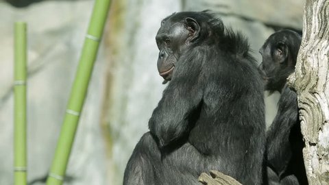 Bonobo chimpanzee apes sitting outside.
