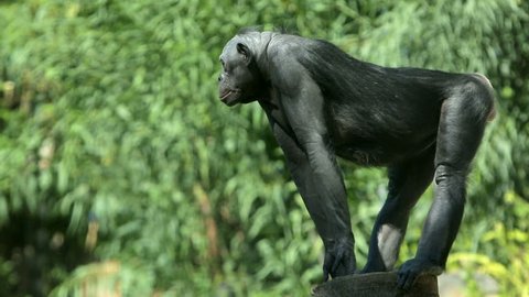 An alpha male bonobo chimpanzee stands guard, watching for predators.