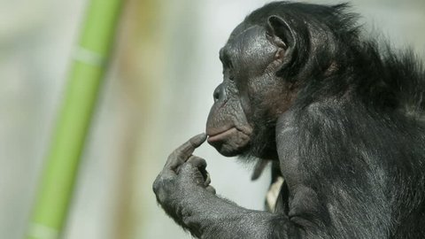 A bonobo chimp sits alone by a waterfall, scratching her lip.