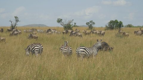Zebras and wildebeest in African safari Maasai Mara