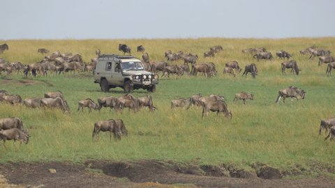 Tourists in safari jeep looking at great migration of wildebeest