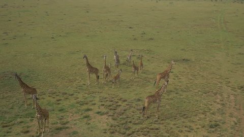 AERIAL: Giraffes in Maasai Mara, Kenya