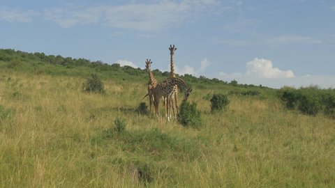 AERIAL: Giraffes in the middle of Kenyan savannah