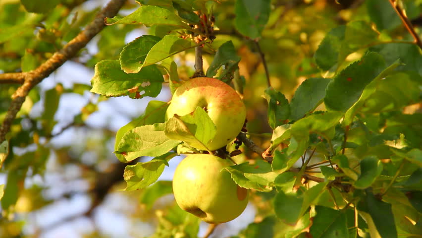 Ripe apples in the wind 