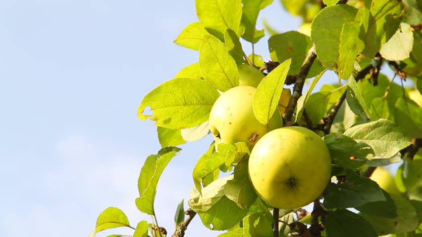 Ripe apples in the wind 
