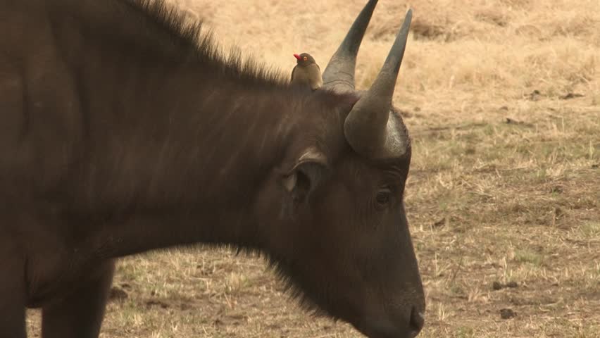 Oxpecker sitting on buffalo's head