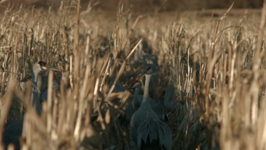 sandhill cranes in a corn field in bernardo nm. shot on a bmcc