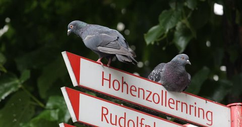 Pigeons Road Sign Signboard Street Arrow Indicator Panel Board Cologne City Day ( Ultra High Definition, UltraHD, Ultra HD, UHD, 4K, 2160P, 4096x2160 )