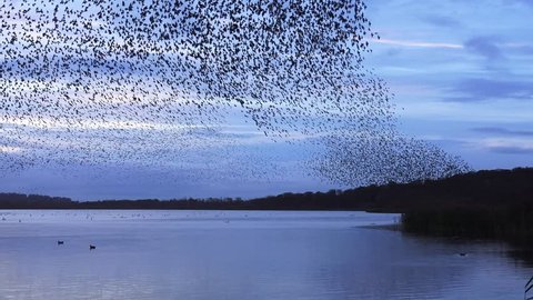 murmuration flock of starlings on lake sundown nature background - Aqualate Mere, Staffordshire, England: November 2014
