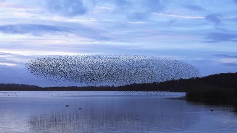 murmuration flock of starlings on lake sundown nature background - Aqualate Mere, Staffordshire, England: November 2014 -  02666698 