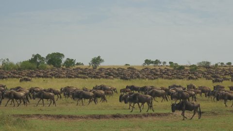 SLOW MOTION: Wildebeest migration