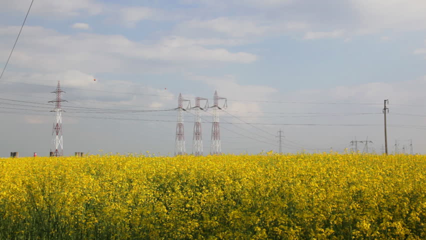 Electricity pillars on yellow flowers field,zoom in