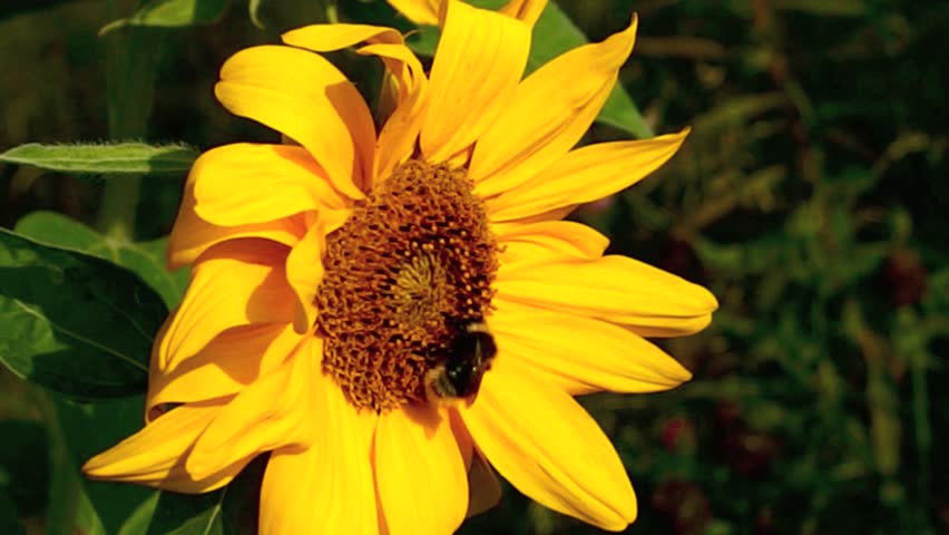 Bumblebee on an organic sunflower serving as natural manure in wholistic and eco-friendly farming and gardening.