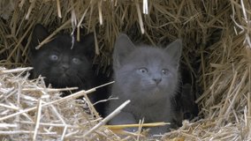 Kittens hidden in haystack mewing and looking to camera close-up 4K 2160p UHD footage - Cute little cats hiding in the hay 4K 3840X2160 UHD video