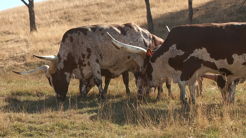 Watusi Cattle grazing