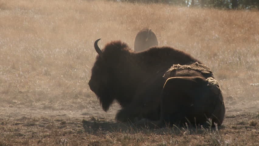 Bison rolls in dust