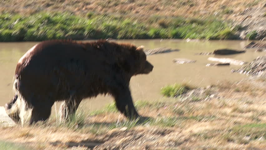 Bear shakes after getting out of water