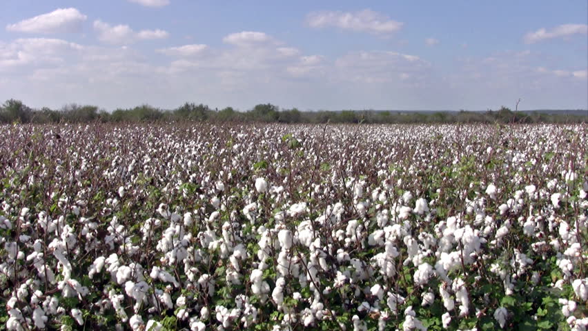 Video landscape of a cotton field in south Texas. Green plants with mature cotton ready for harvest and shipping to make fabric and material. Farm with acres of valuable crops. 