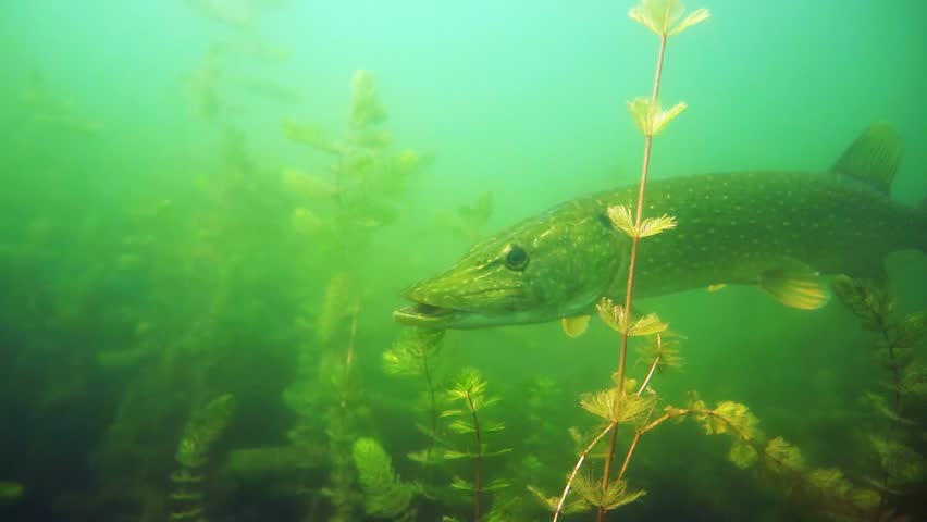 Pike in the lake | Shutterstock HD Video #8534383