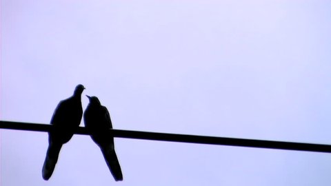 Bird cleaning each other on a telephone wire 