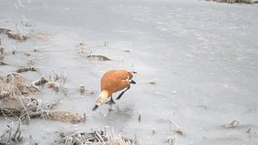 Ruddy shelduck walking on ice of a frozen pond being fed by people with bread. The duck’s feet are sliding on ice. 