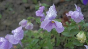 Pansy flowers in the garden slow panning 4K 2160p UHD footage - Violaceae Viola plant in the garden under raindrops close-up 4K 2160p UHD video