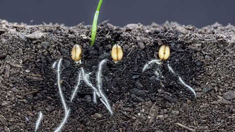 HD macro time lapse video of 3 grain seeds growing  and blossoming from the ground in soil, underground and overground view/3 grains growing from soil timelapse