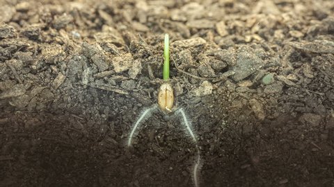 Macro timelapse video of a grain seed growing and blossoming from ground in soil, underground and overground view/Wheat plant growing from soil time lapse