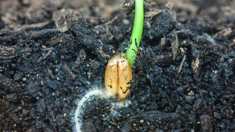 HD macro timelapse video of a grain seed growing and blossoming from the ground in soil, underground and overground view/Wheat plant growing from soil time lapse