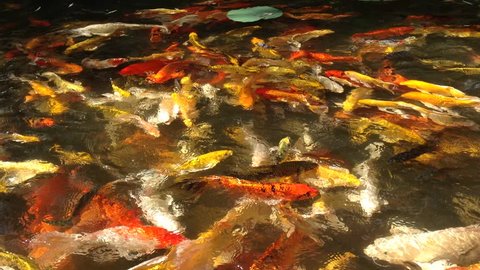 Koi fish Japan Fancy Carp swimming in pond
