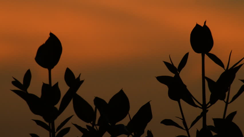 mangrove tree twilight, a Nature Video by Naruden Boonareesirichai