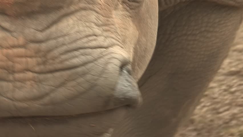 Close up white rhino's horn and mouth, 1920x1080, 