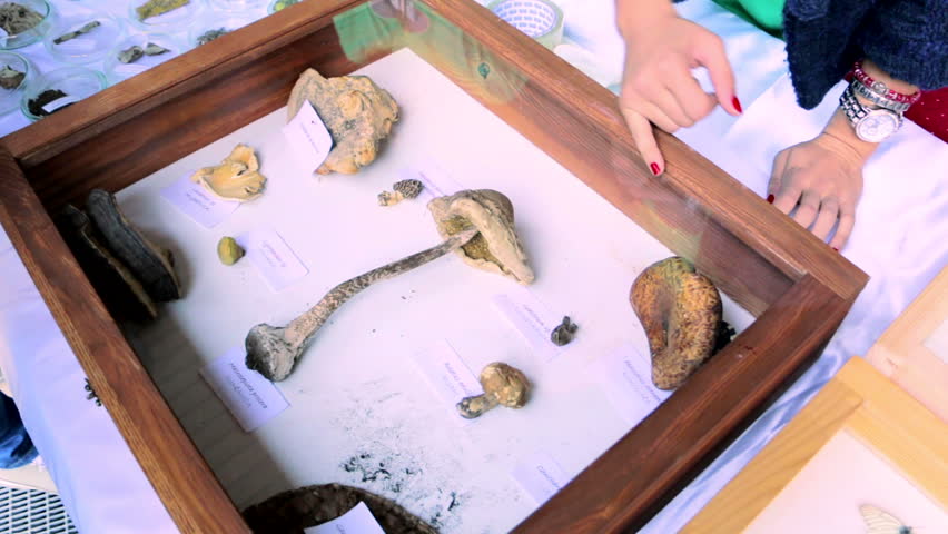Mushrooms collection in the glass case