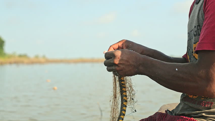 Close up on a fisherman at the bow of his dugout canoe disengaging water snakes from his net and keeping it in a plastic bowl