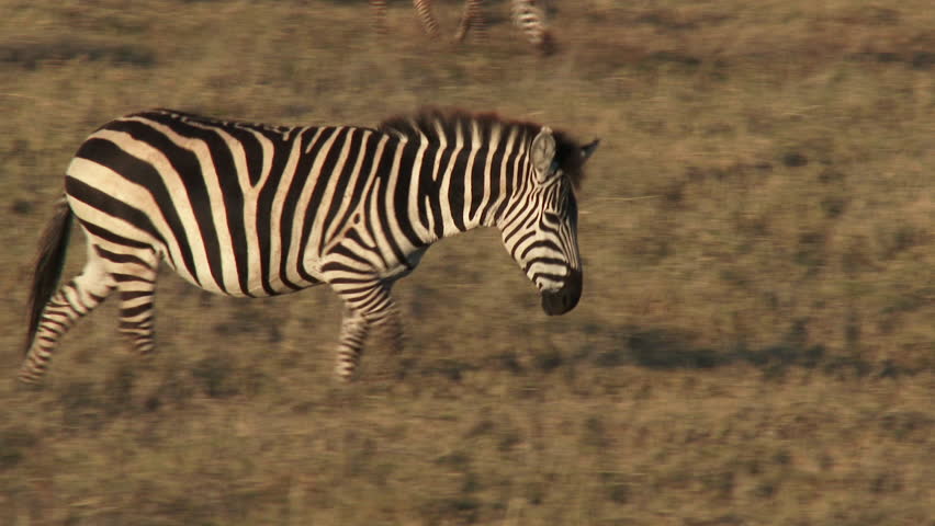 plains zebra plains zebra