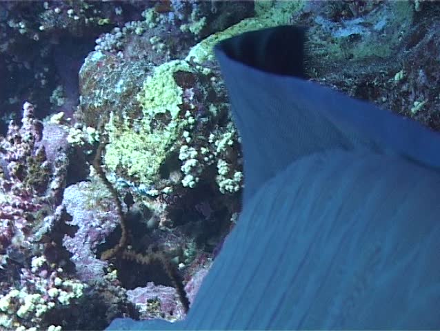 Undulating dorsal fin of marine fish Humphead wrasse or Napoleonfish (Cheilinus undulatus) resting in a cave. Close-up. Red Sea. Egypt.
