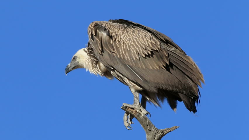 A White-backed Vulture (gyps Africanus) Stock Footage Video (100% ...