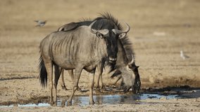 Blue wildebeest (Connochaetes taurinus) drinking water at a waterhole, Kalahari desert, South Africa