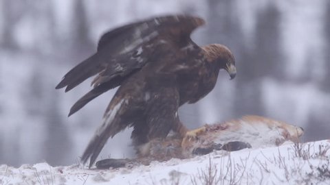 Golden Eagle struggle in strong ice cold wind feeding on bait