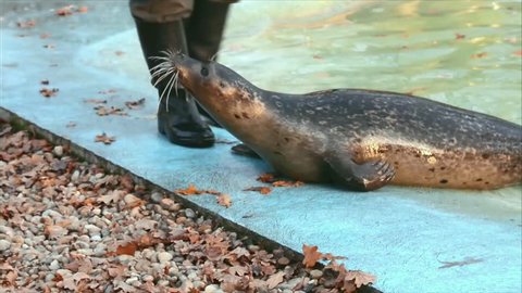 Training of a harbour seal (Phoca vitulina): touching its belly