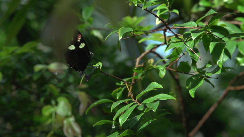 Butterfly opens wing span in slow motion