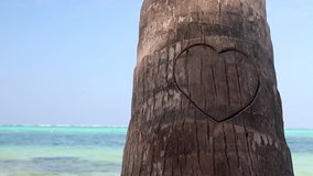 Heart carved on palm on caribbean beach, Dominican Republic
