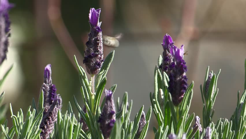 Bee on lavender plant
